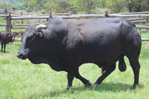 Mashona-Cattle-Society-Cattle Assessment-Day-Feb-2019-Hanwah